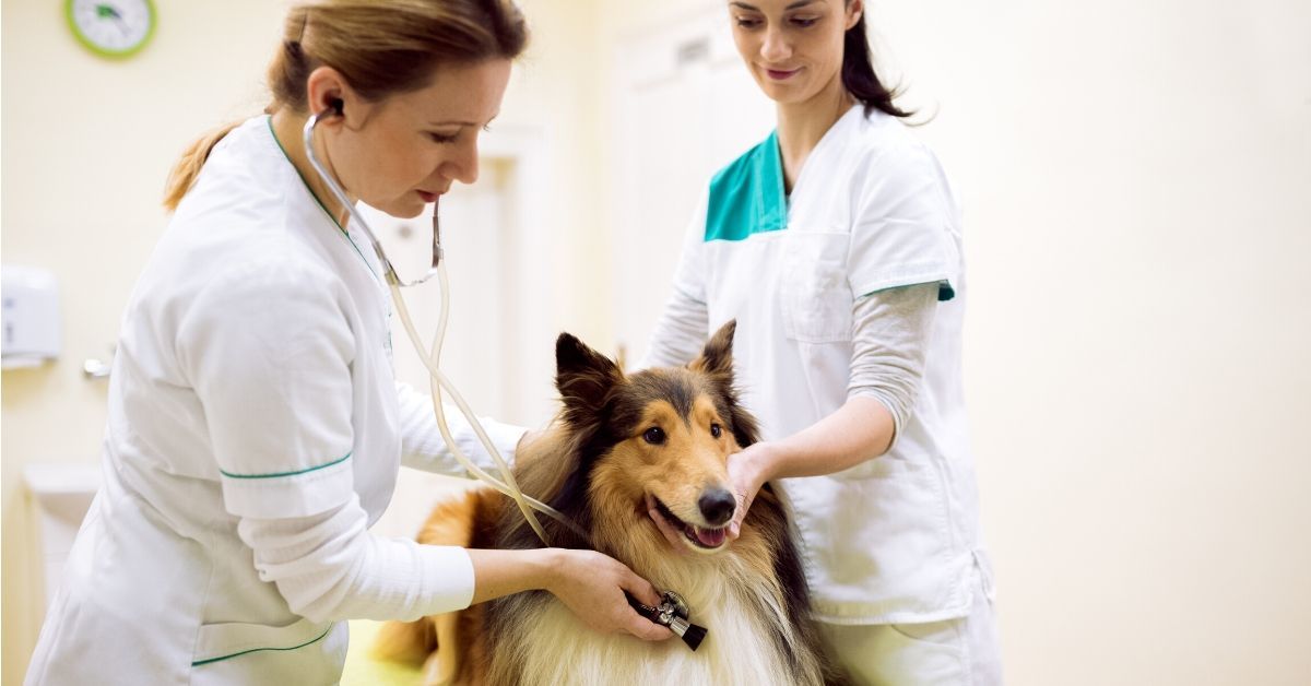 Veterinarians check out collie. Lassie had the first pet insurance policy in 1982 and today cloud contact center software helps. 