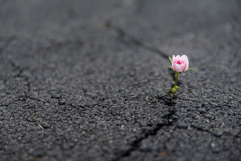 Beautiful resilient flower growing out of crack in asphalt