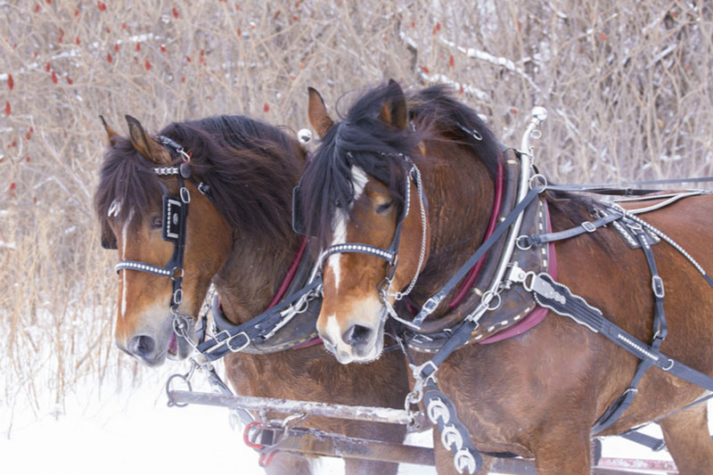 clydesdale horses drawn sleigh rides winter
